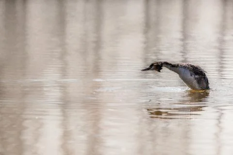 Great Crested Grebe Stock Photos
