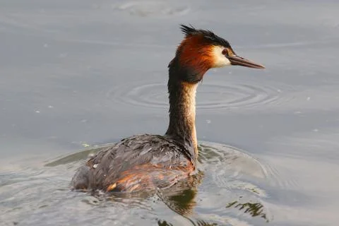 Great Crested Grebe Stock Photos