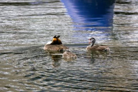 Great crested grebe Stock Photos