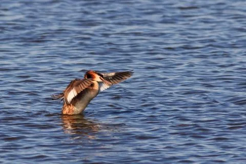 Great crested grebe Stock Photos