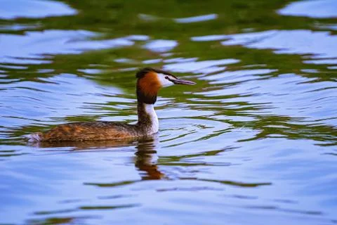 The great crested grebe Stock Photos