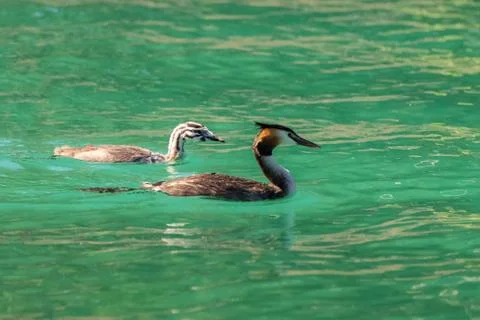 Great crested grebe Stock Photos