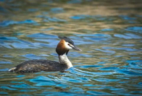 Great crested grebe Stock Photos