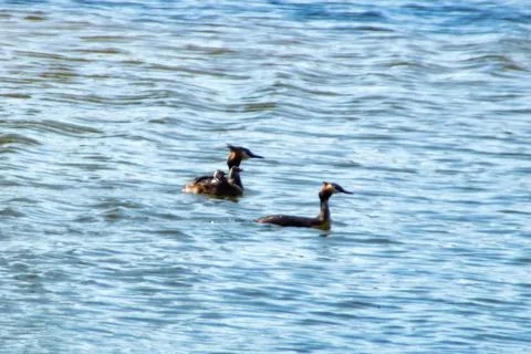 Great crested grebe Stock Photos
