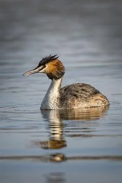 Great Crested Grebe Stock-Fotos