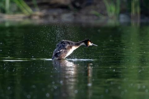 Great Crested Grebe Stock Photos