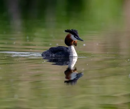 Great Crested Grebe Stock Photos