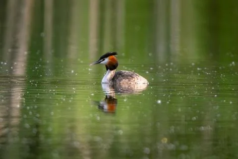 Great Crested Grebe Stock Photos