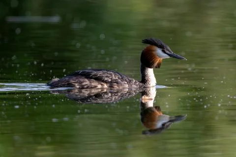 Great Crested Grebe Stock Photos
