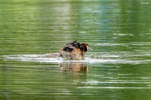 Great Crested Grebe Stock Photos