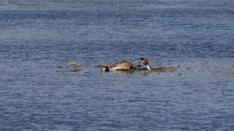 Great crested grebe Podiceps christatis pair mating Stock Footage 82652552