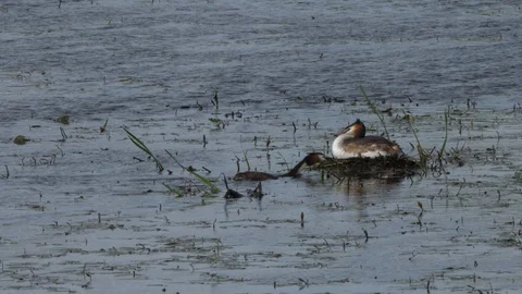 Great crested grebe Podiceps christatis male brigs weed to nest Stock Footage 87046295