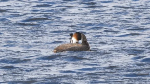 Great crested grebe Podiceps christatis preening in rough water Stock Footage 87049293