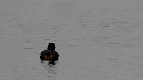 Great crested grebe Podiceps christatis male feeds youngster Stock Footage 108055415