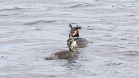 Great crested grebe Podiceps cristatis juvenile attempting to swallow fish Stock Footage 82652679
