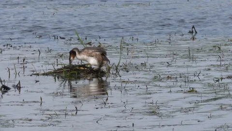 Great crested grebe Podiceps cristatis turning eggs during incubation Stock Footage 82652710