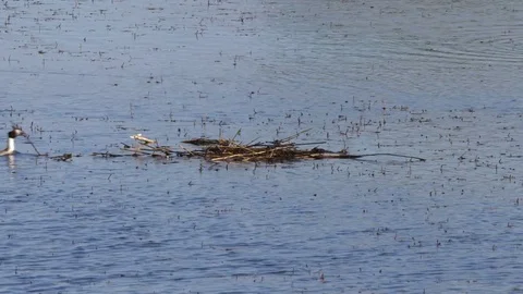Great crested grebe Podiceps cristatis pair building nest Stock-Footage 82663639