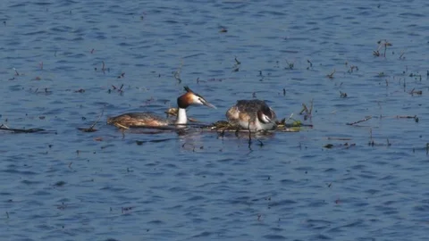Great crested grebe Podiceps cristatis at nest Stock-Footage 82665079