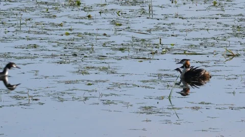 Great crested grebe Podiceps cristatis male comes to feed yougster Stock Footage 82665945