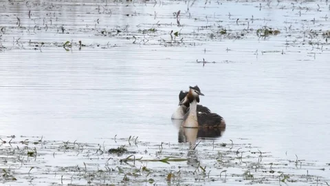 Great crested grebe Podiceps cristatis male chases and catches insect Stock Footage 82666062