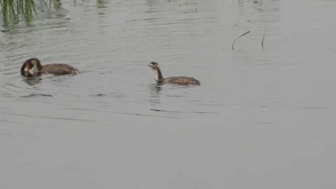 Great crested grebe Podiceps cristatis fledged youngster begging for food Stock Footage 82667370