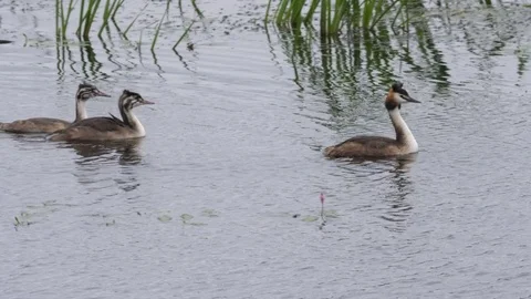 Great crested grebe Podiceps cristatis adult leading two juveniles Video stock 82667477