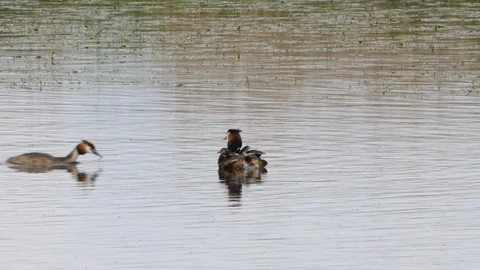 Great crested grebe Podiceps cristatis male feeds youngster on females back Stock Footage 87049343