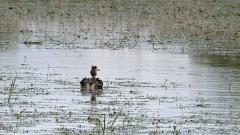 Great crested grebe Podiceps cristatis male feeds youngster on females back Stock-Footage 87049353