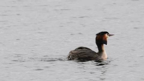 Great crested grebe Podiceps cristatis female sheds younsters Video stock 108055703