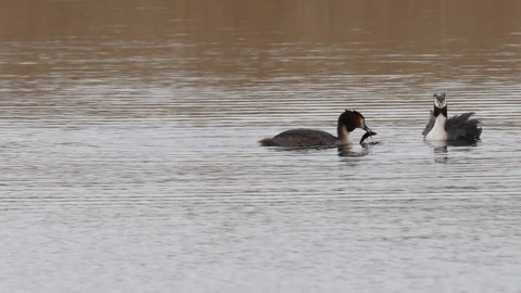 Great crested grebe Podiceps cristatis male brings fish for youngster Video stock 108055756