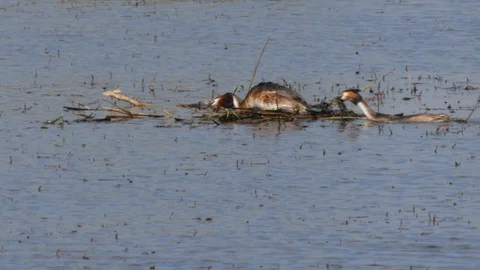 Great crested grebe Podiceps cristatis female waits on nest Stock Footage 108060113