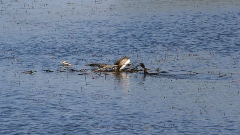 Great crested grebe Podiceps cristatis pair building base for nest Stock Footage 108060467