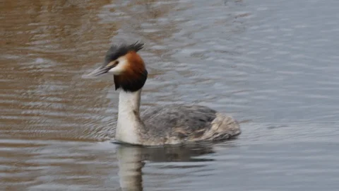 Great crested grebe Podiceps cristatis swimming quickly Stock Footage 108073756