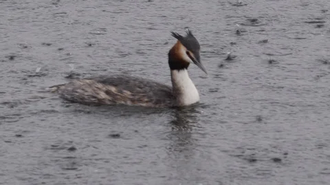 Great crested grebe Podiceps cristatis diving in rain Stock Footage 108073765