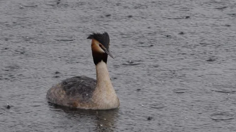Great crested grebe Podiceps cristatis swimming in rain before diving Video stock 108073785