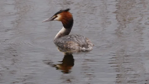 Great crested grebe Podiceps cristatis diving Video stock 108073813