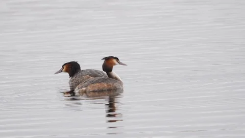 Great crested grebe Podiceps cristatis pair patrolling territory before diving Stock-Footage 108074685