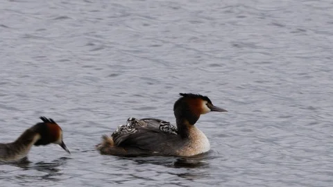 Great crested grebe Podiceps cristatis male feeding feathers to young Stock Footage 120357302