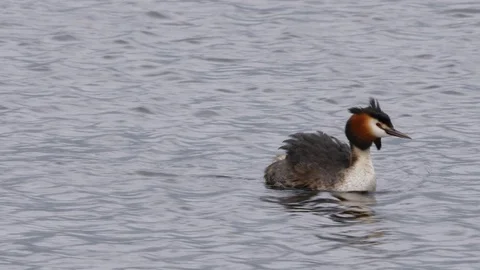 Great crested grebe Podiceps cristatis pair eject youngsters Stock Footage 120357368