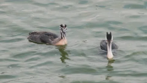 Great Crested Grebe, Podiceps cristatus Stock Footage