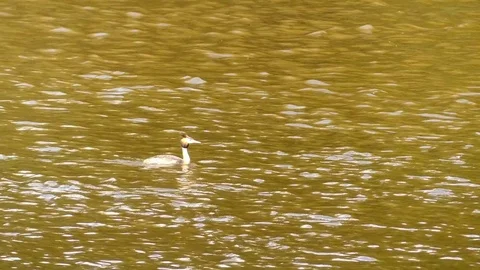 Great crested grebe (Podiceps cristatus) Stock Footage 78591396