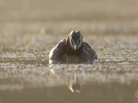 Great crested grebe (Podiceps cristatus) - ungraded footage Stock Footage 80917056