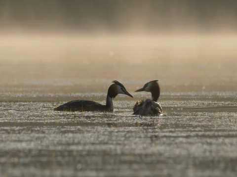 Great crested grebe (Podiceps cristatus) - ungraded footage Stock-Footage 80917184
