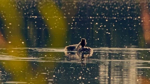Great crested grebe (Podiceps cristatus), beatiful shot of parent and child in Stock Footage 99639074