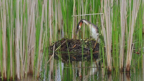 Great crested grebe (Podiceps cristatus) incubating, bird on nest 库存影片 250027334