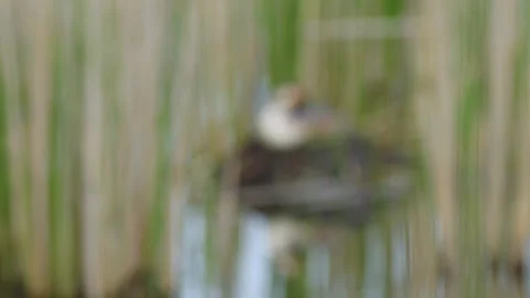 Great crested grebe (Podiceps cristatus) incubating, bird on nest Vídeos de archivo 250028040