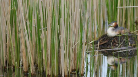 Great crested grebe (Podiceps cristatus) incubating, bird on nest 스톡 동영상 250028296