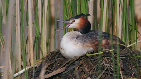 Great crested grebe (Podiceps cristatus) yawning on nest Stock Footage 250029853