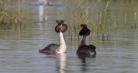 Great Crested Grebe (Podiceps cristatus) pair performing a courtship display. Vídeo Stock 277483321