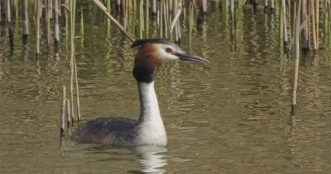 Great Crested Grebe Podiceps Cristatus builds nest and incubates eggs Video stock 306888963